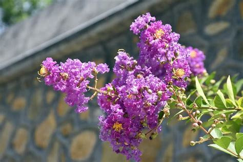 紫薇花種植|【紫薇花種植】紫薇花種植全攻略：新手也能養出繁花似錦！